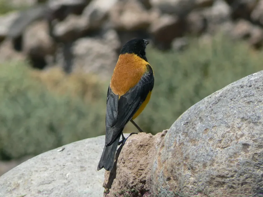 File:Phrygilus atriceps -Bolivia-8.jpg