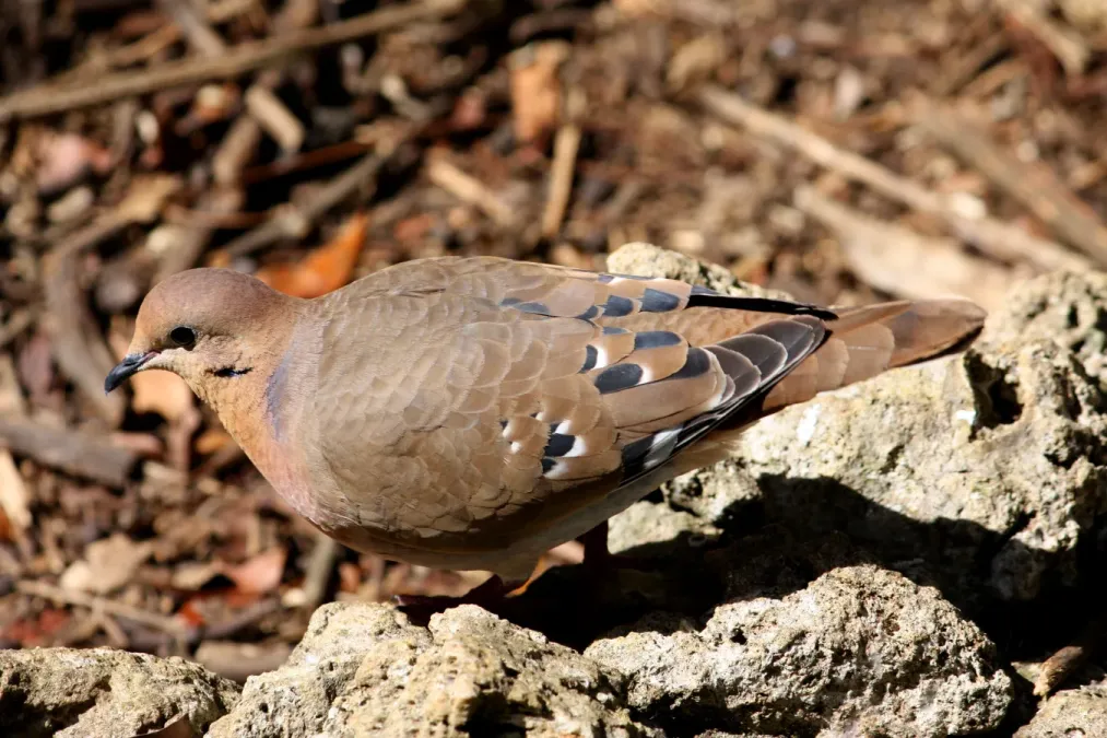 File:Zenaida aurita on Barbados-a01.jpg
