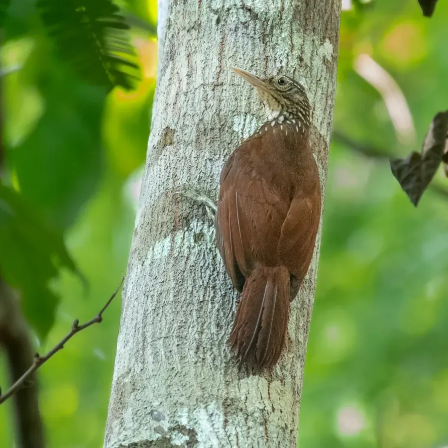 File:Dendroplex picus - Straight billed Woodcreeper; Itacoatiara, Amazonas, Brazil.jpg