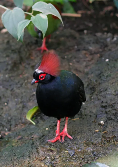 File:Rollulus rouloul -Toronto Zoo, Canada -male-8a.jpg