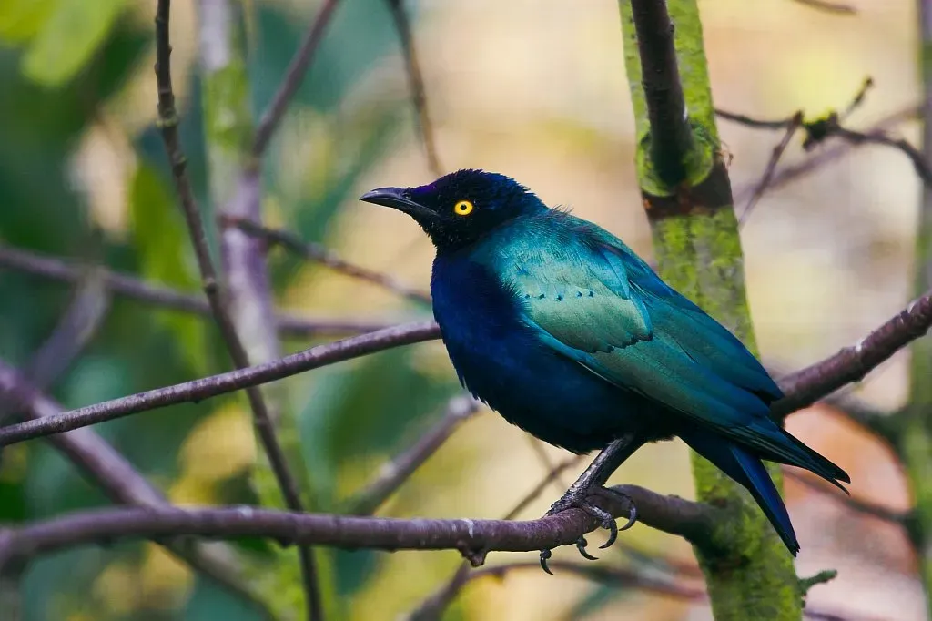 File:Lamprotornis purpureus -in a zoo-8a.jpg