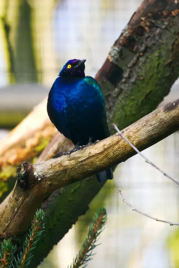 File:Lamprotornis purpureus -in a zoo-8b.jpg