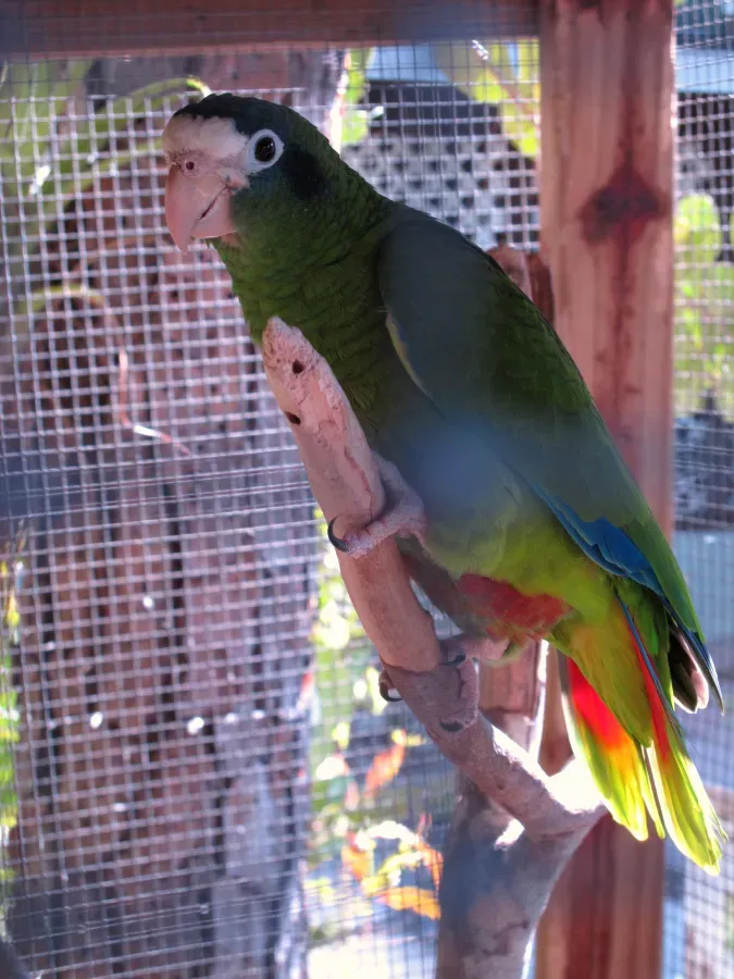 File:Amazona ventralis -captive-8a.jpg