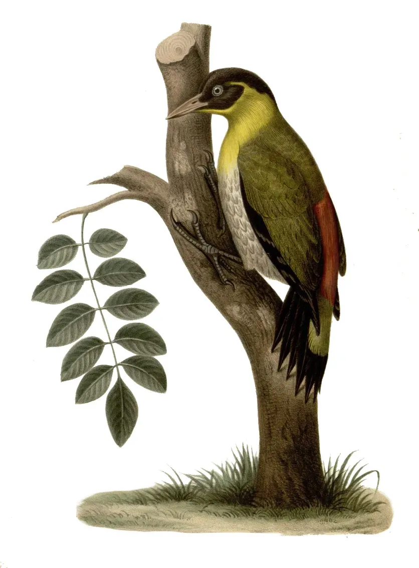 File:Picus erythropygius.jpg