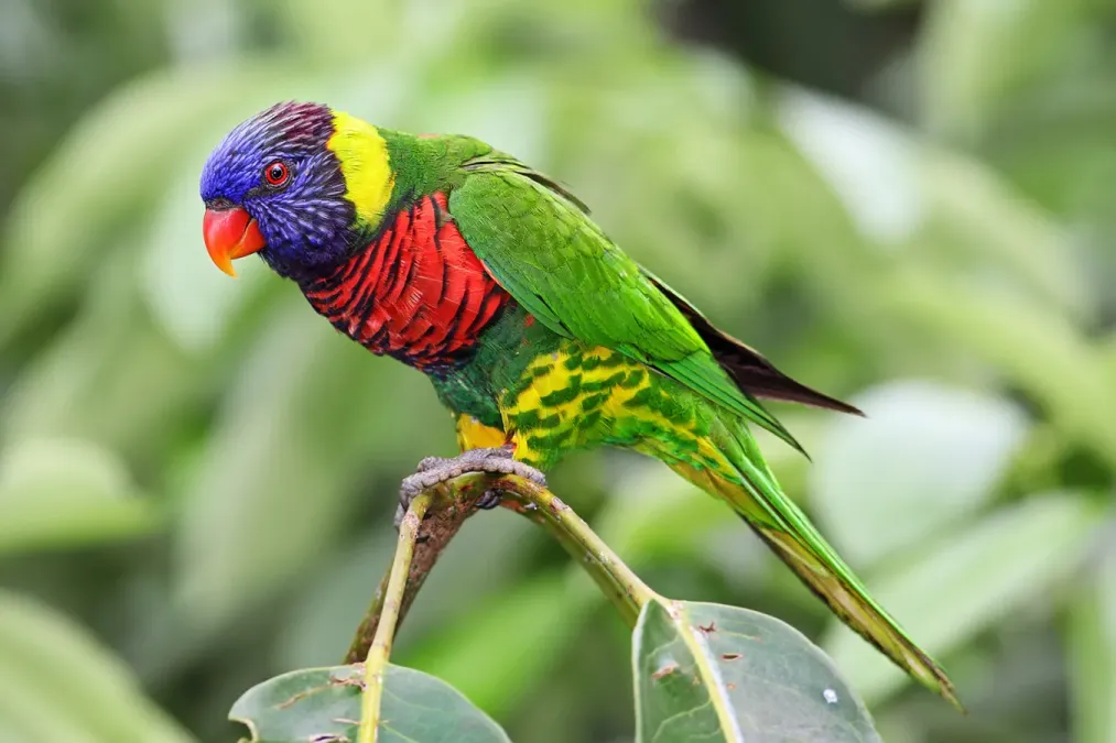 File:Trichoglossus haematodus -Jurong Bird Park, Singapore -Dec2009.jpg