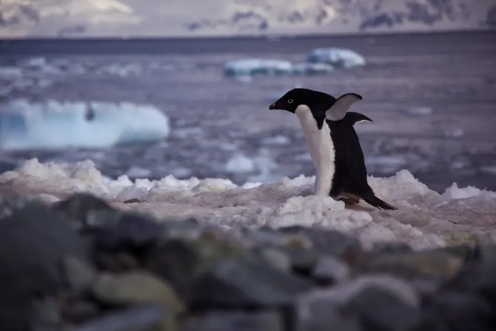 File:Adelie penguin (Pygoscelis adeliae), walking.jpg