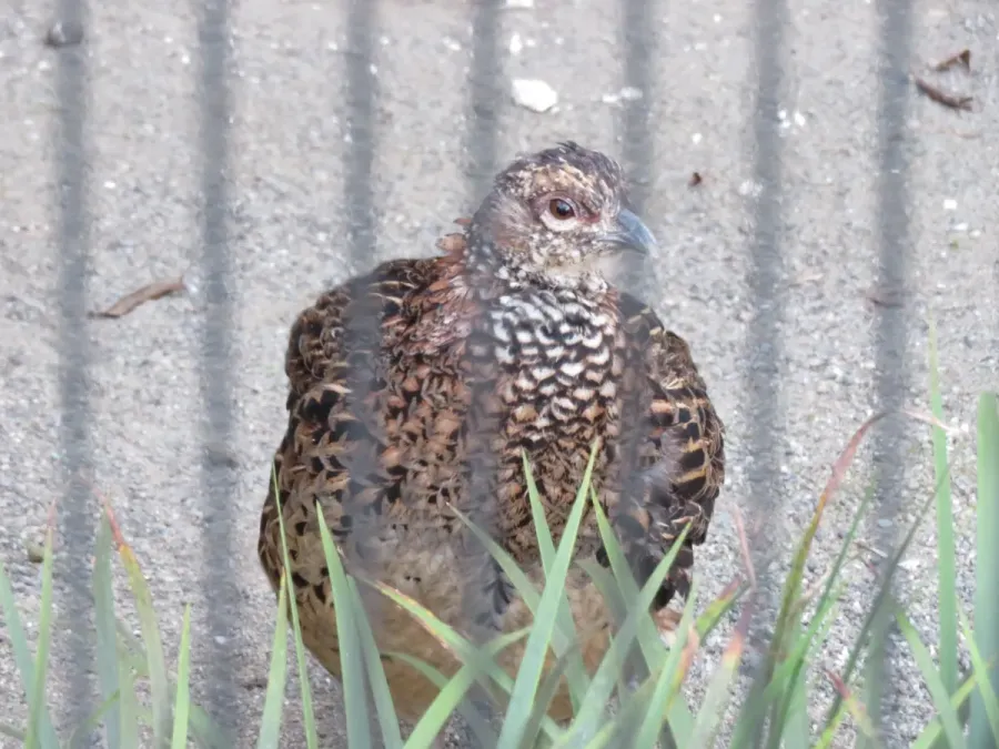 File:Syrmaticus soemmerringii inokashira 3.jpg