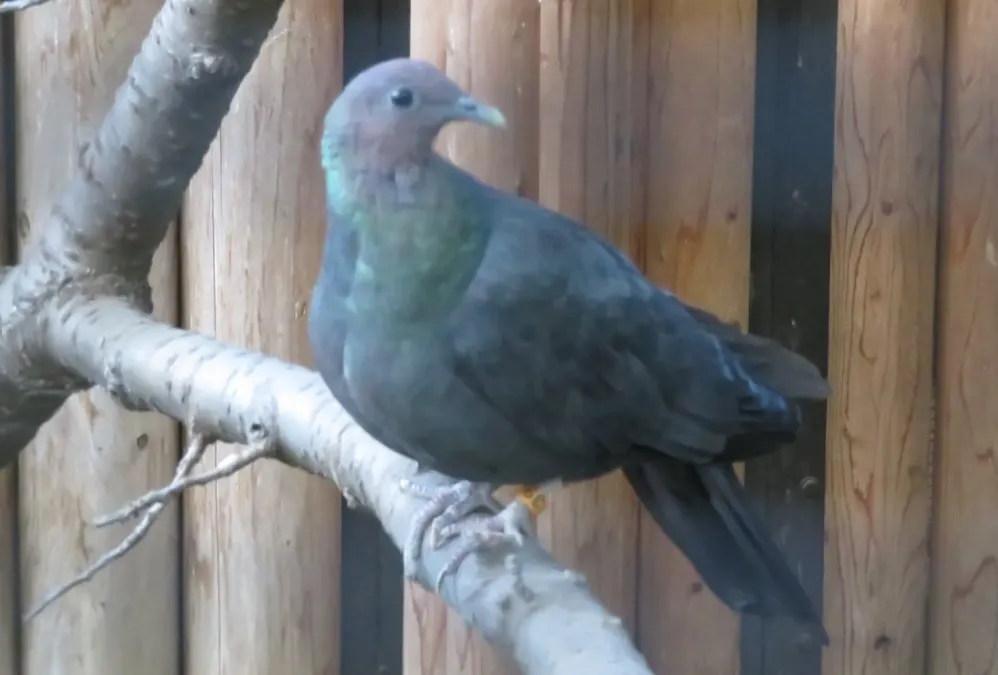 File:Columba janthina nitens inokashira 2.jpg