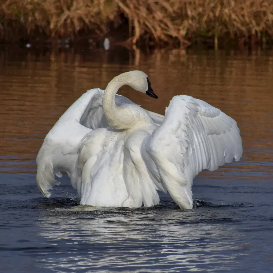 File:Cygnus buccinator - Junction Creek1.jpg
