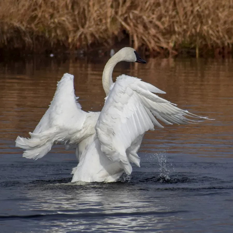 File:Cygnus buccinator - Junction Creek2.jpg