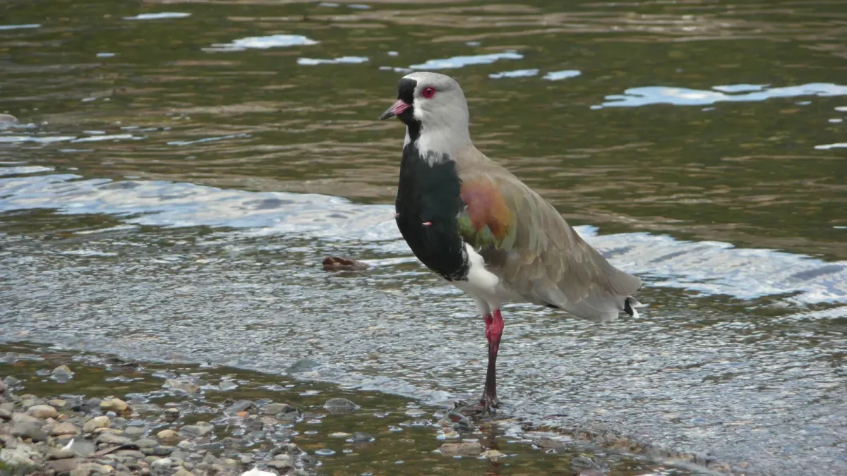 File:Vanellus chilensis -Lacar Lake, Argentina-8.jpg