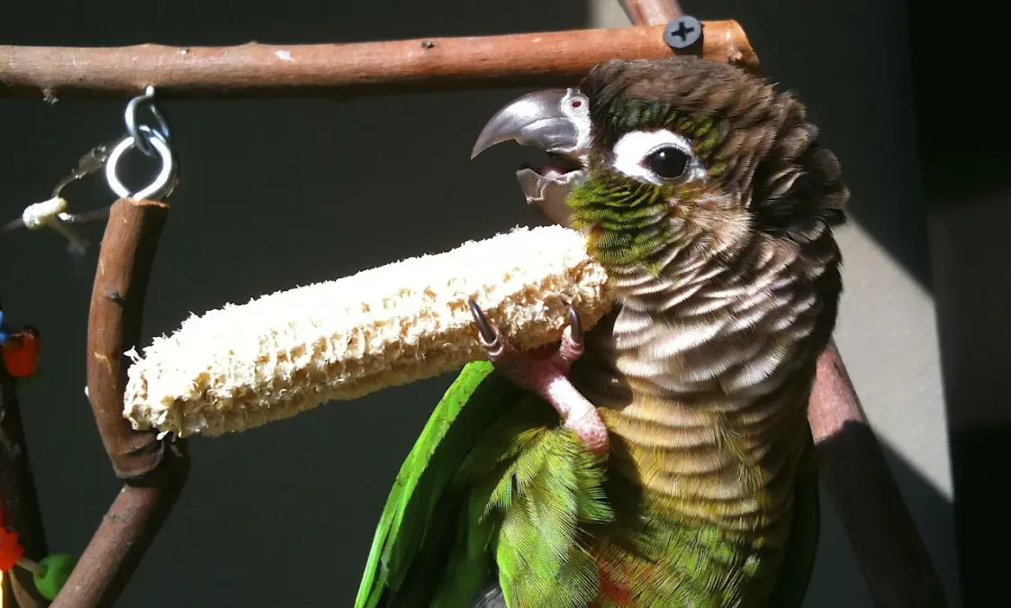 File:Pyrrhura molinae -pet with corn cob-8a.jpg