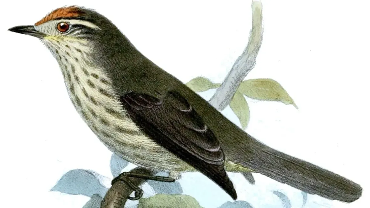 File:Xenerpestes singularis 2.jpg