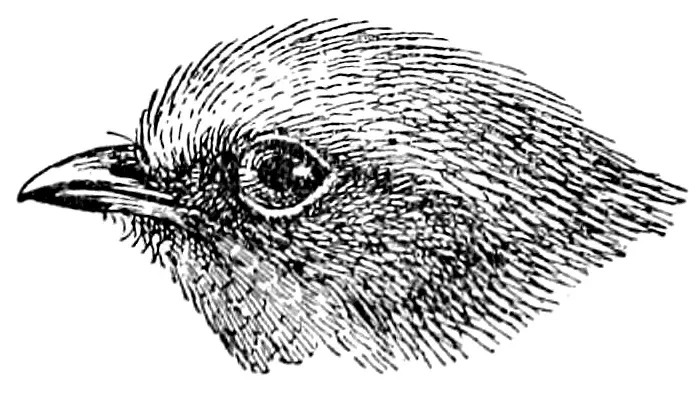 File:Xenopipo uniformis head 2.jpg