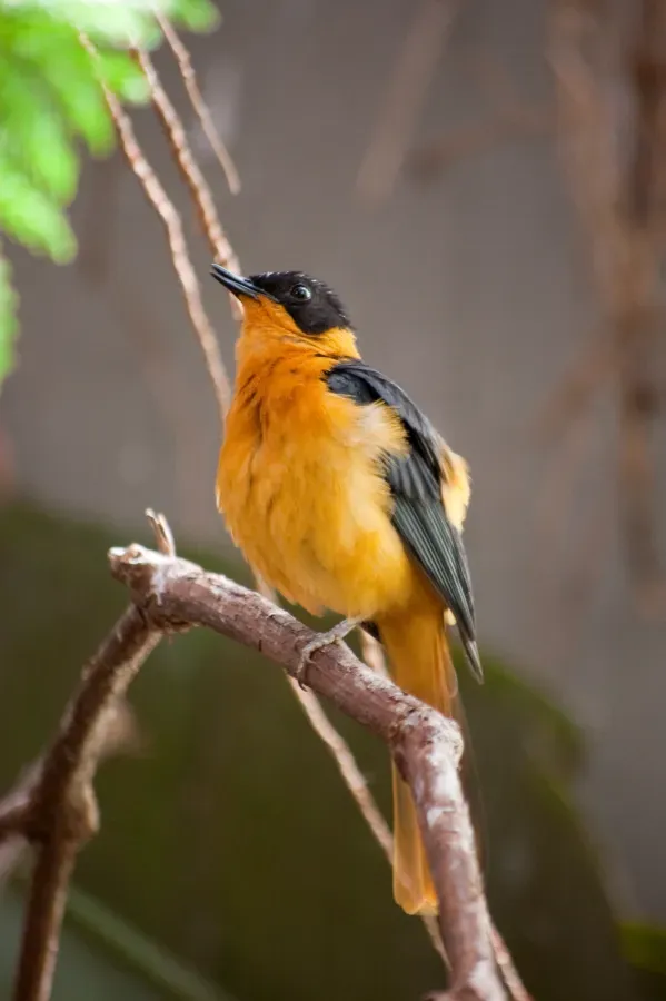File:Cossypha niveicapilla -Oregon Zoo, Portland, USA-8a.jpg