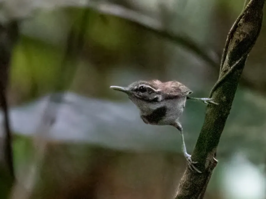 File:Microbates collaris - Collared Gnatwren; Presidente Figueiredo, Amazonas, Brazil.jpg