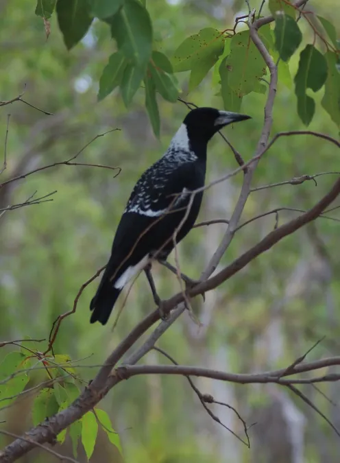 File:Gymnorhina tibicen Magpie Greemount National Park.jpg