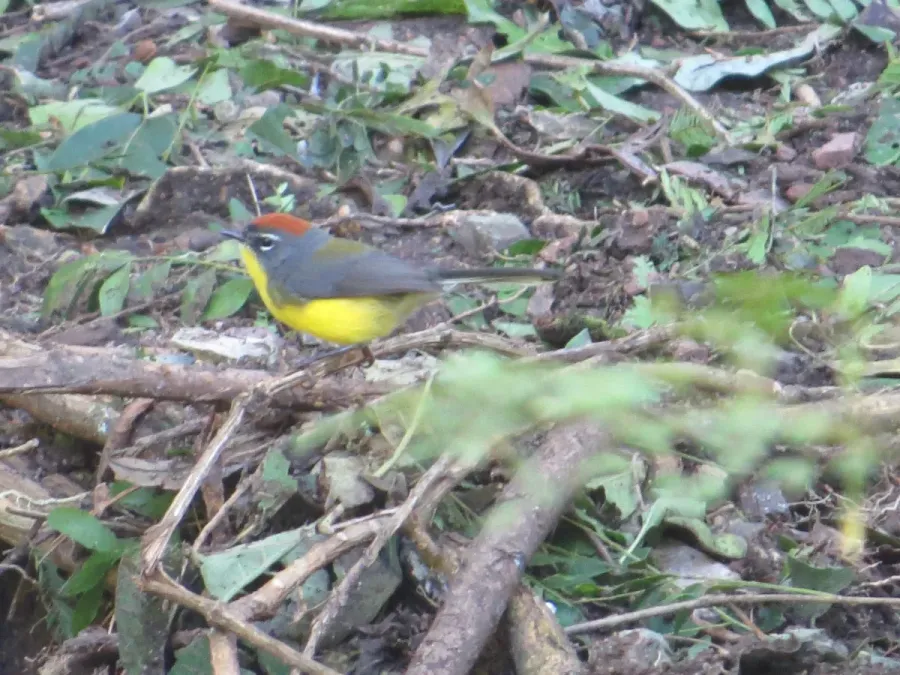 File:Myioborus brunniceps 23456181.jpg