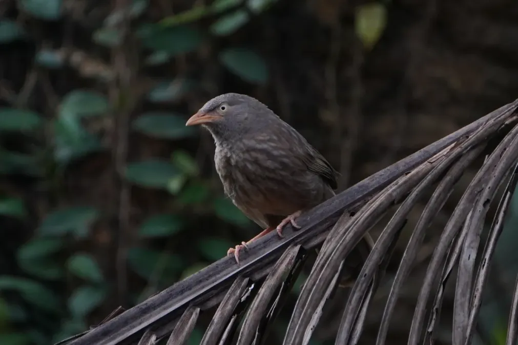 File:Argya affinis 03050.jpg