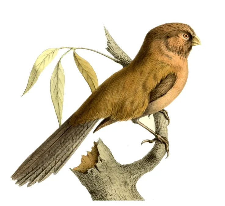 File:Paradoxornis unicolor.jpg