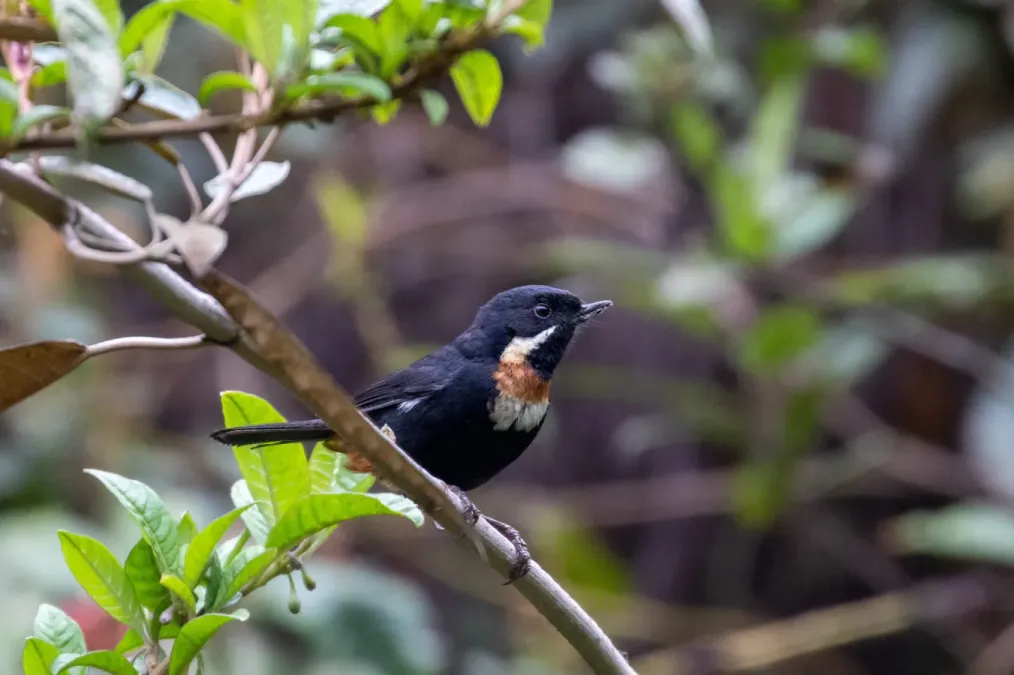 File:Diglossa mystacalis 106476394.jpg