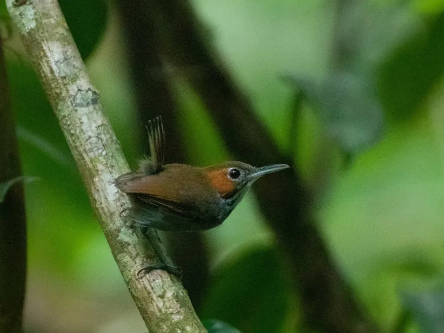 File:Microbates cinereiventris 94212331 (cropped).jpg