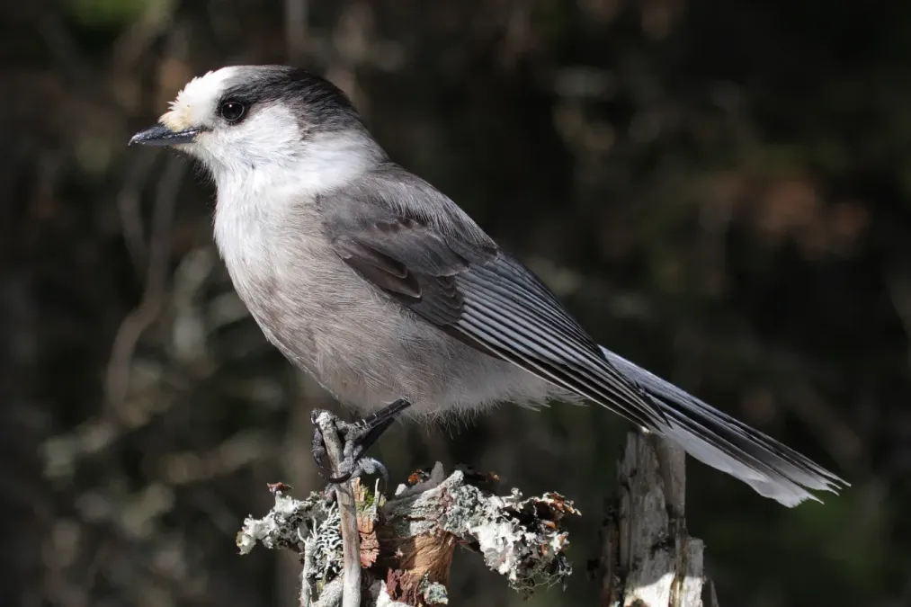 File:Perisoreus canadensis mercier2.jpg