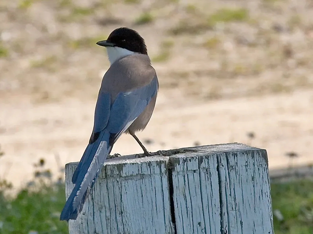 File:Cyanopica cooki Martien Brand.jpg