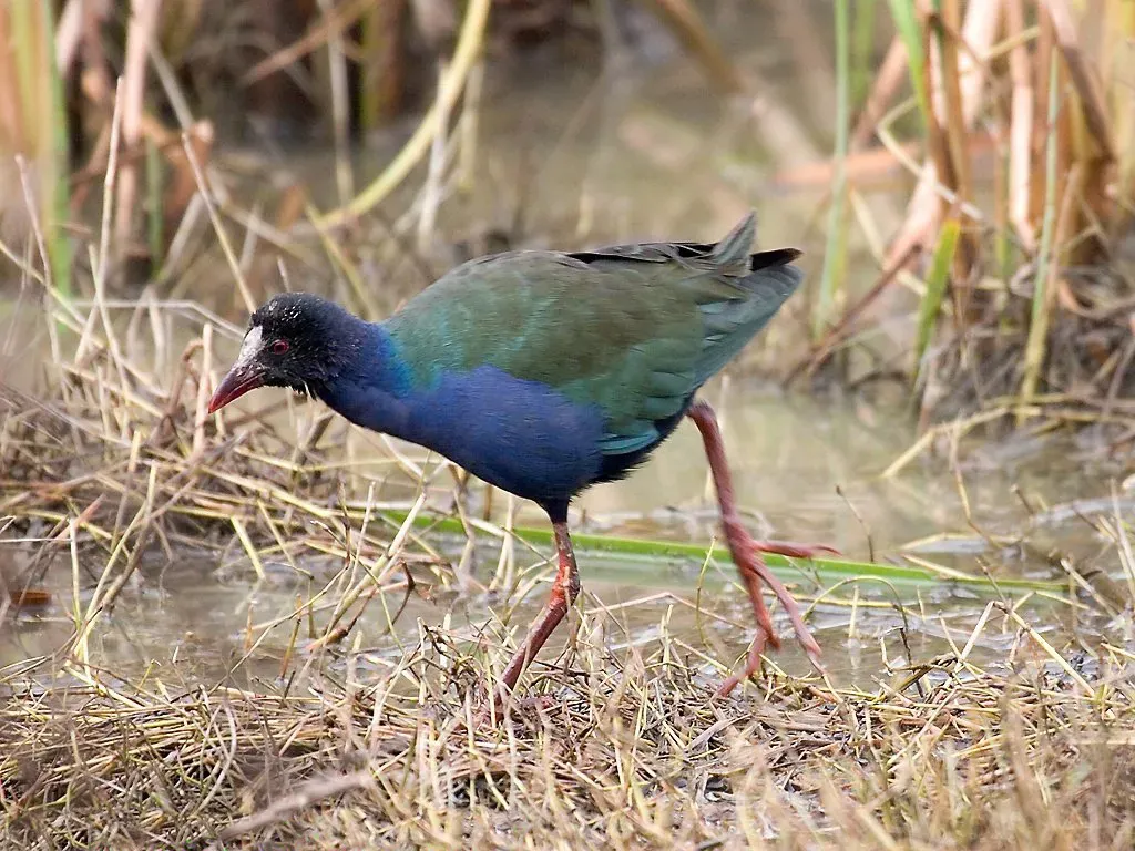 File:Porphyrio alleni Martien Brand.jpg