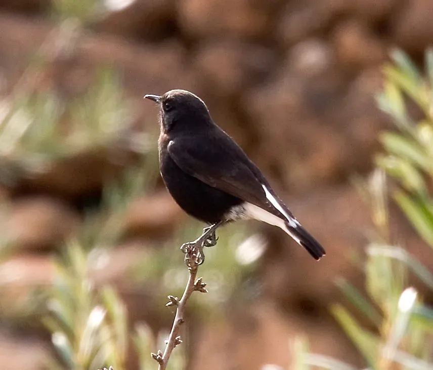 File:Oenanthe leucura Martien Brand.jpg