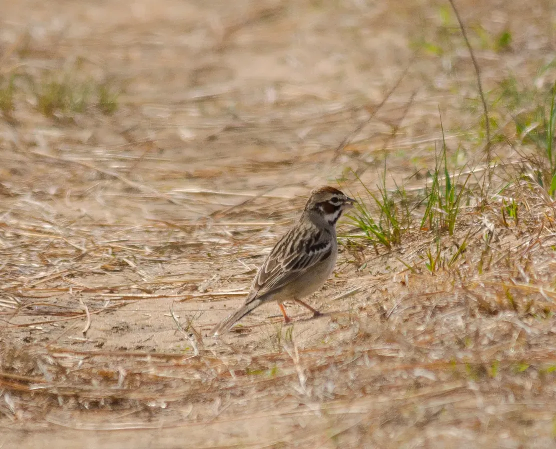 File:Lark Sparrow (Chondestes grammacus) - Flickr - wackybadger.jpg