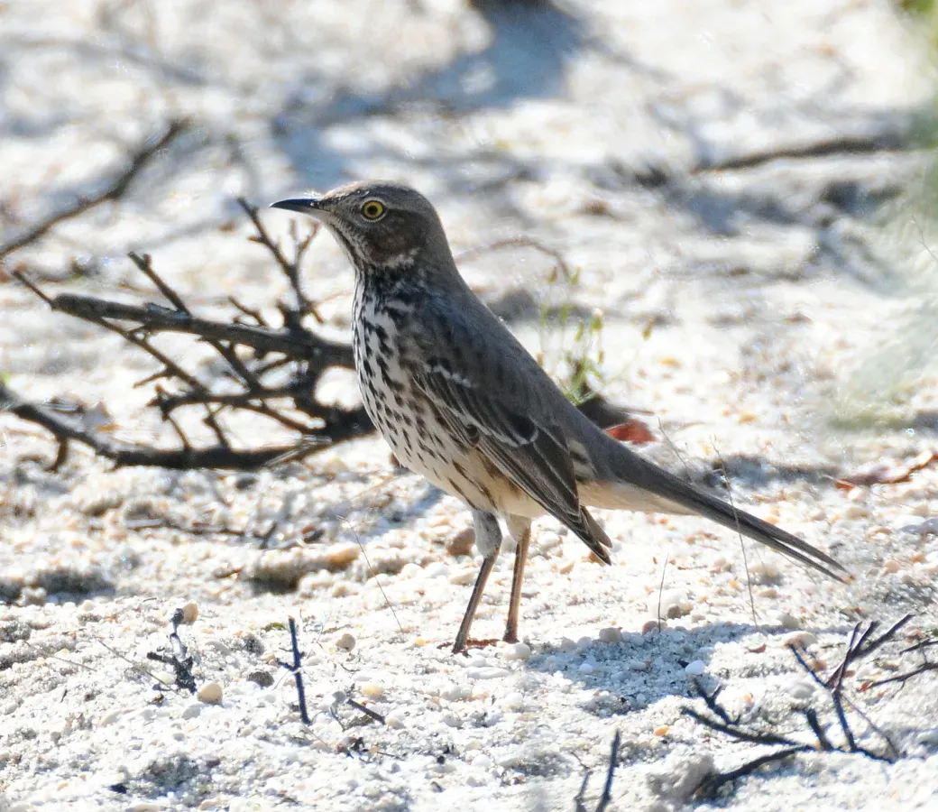 File:Oreoscoptes montanus Sandy Hook NJ.jpg