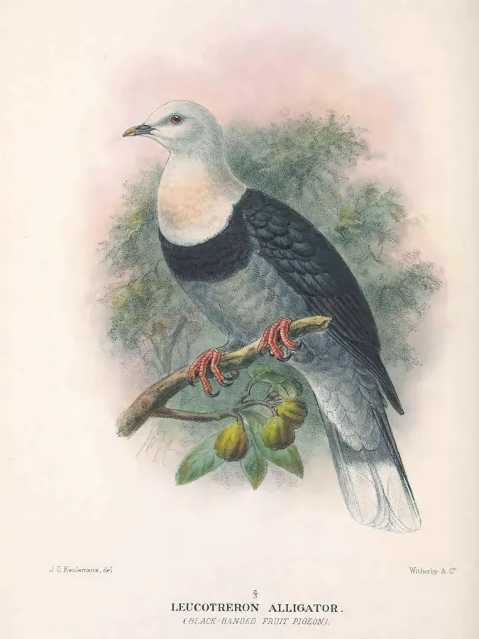 File:The Birds of Australia Plate 21 Leucotreron = Ptilinopus alligator.jpg
