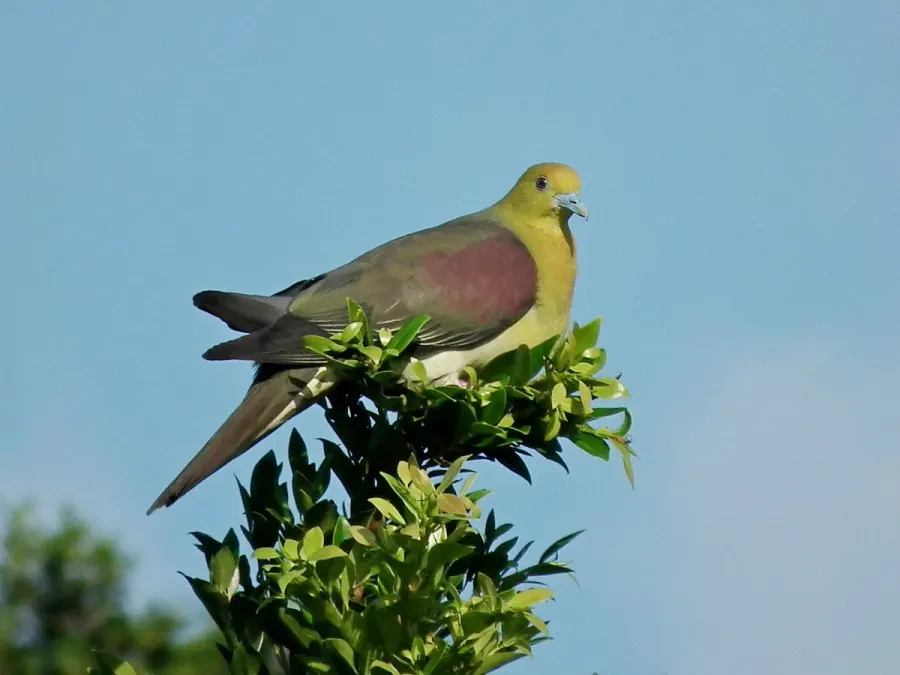 File:Treron sieboldii, Taipei, Taiwan C24-315-01.jpg