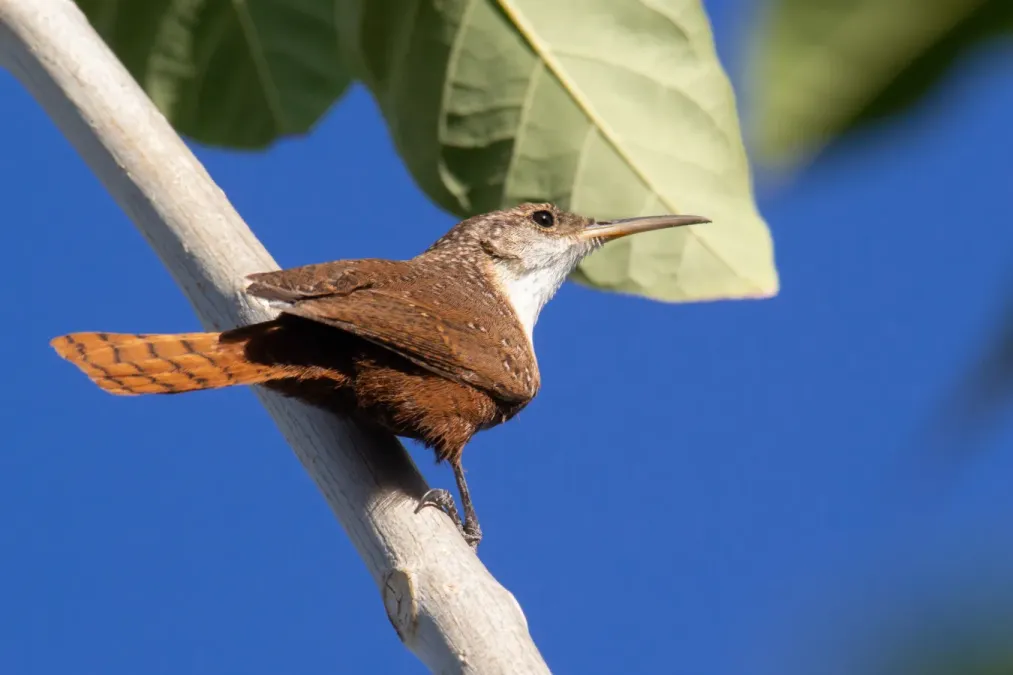 File:Catherpes mexicanus.jpg