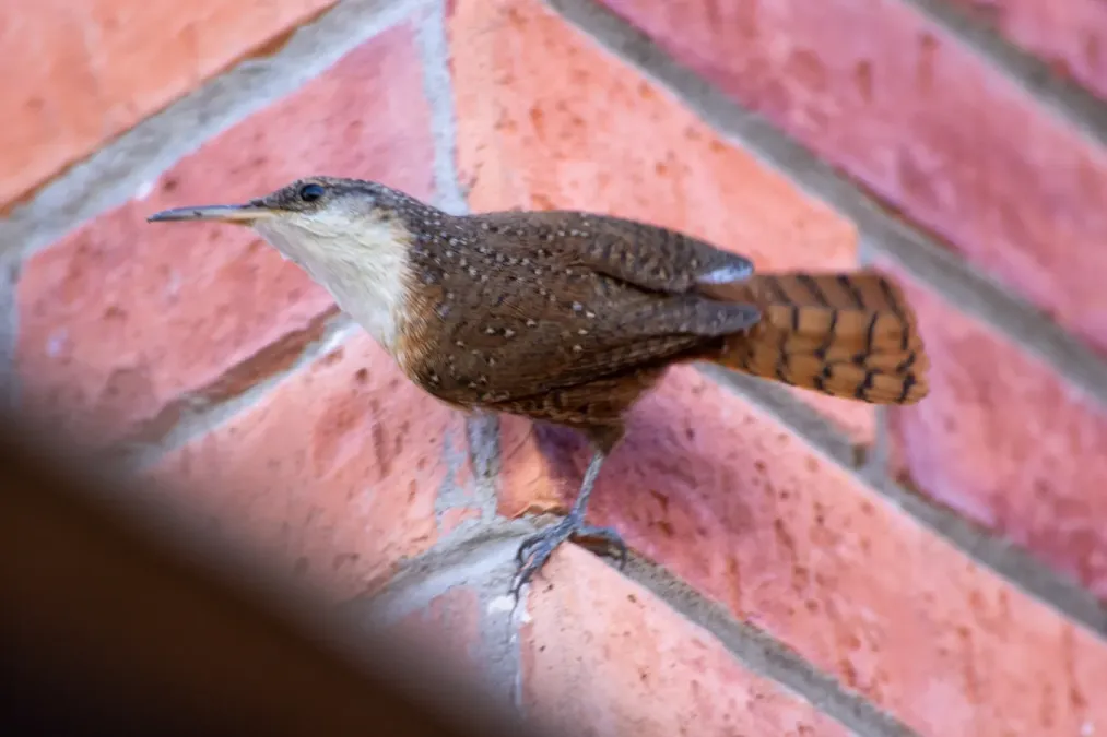 File:Catherpes mexicanus - 50626389267.jpg