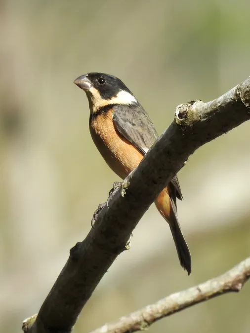 File:Sporophila torqueola 55799290.jpg