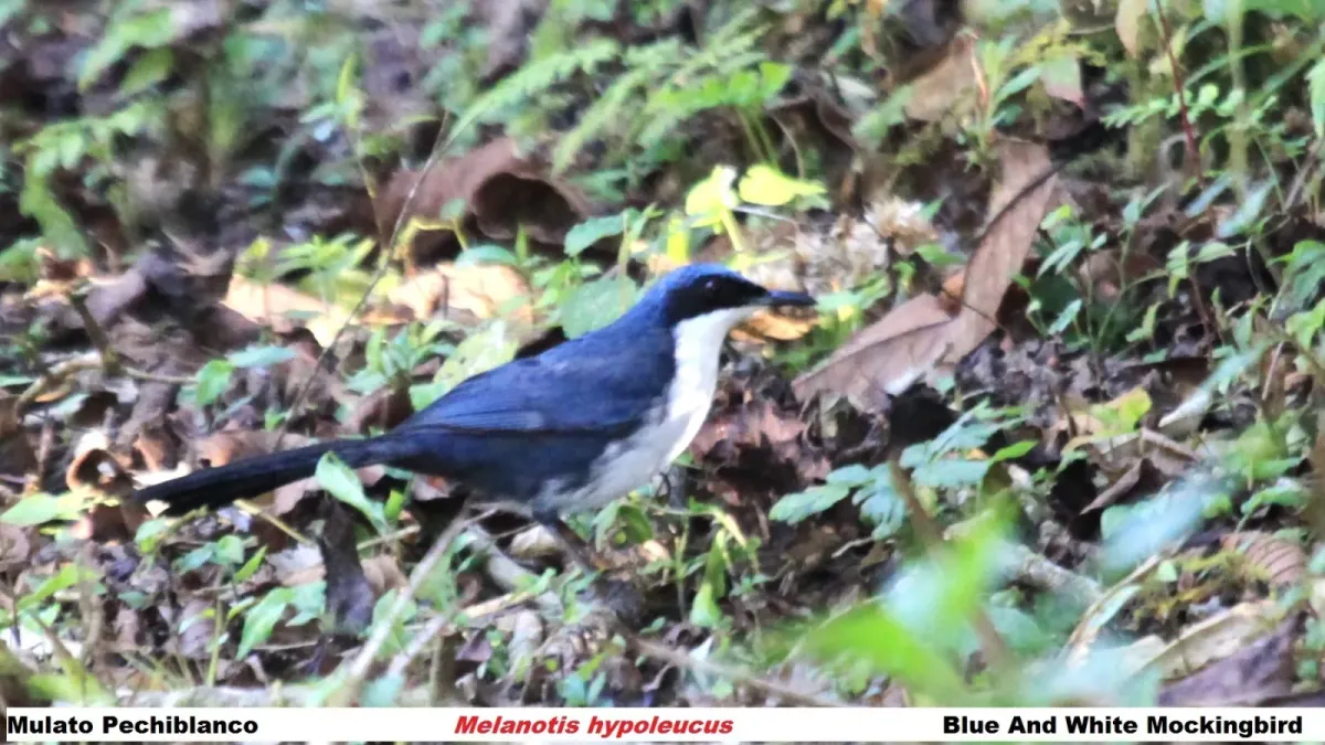 File:Melanotis hypoleucus 775724.jpg