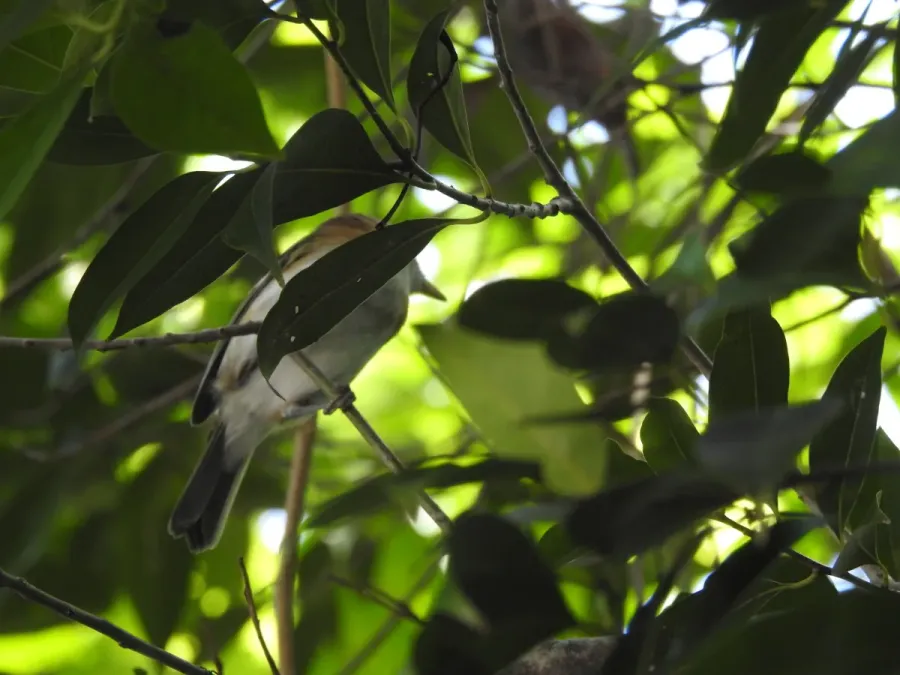 File:Vireo bairdi 26762973.jpg