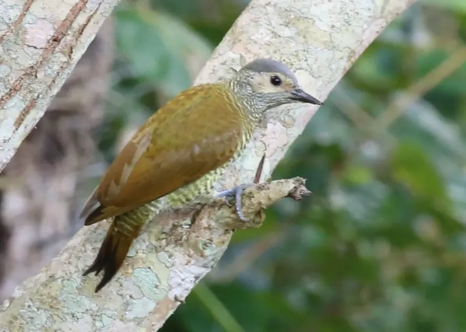 File:Colaptes auricularis 2945161.jpg