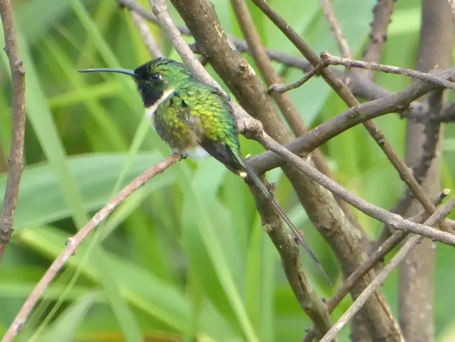 File:Doricha enicura 13729492.jpg