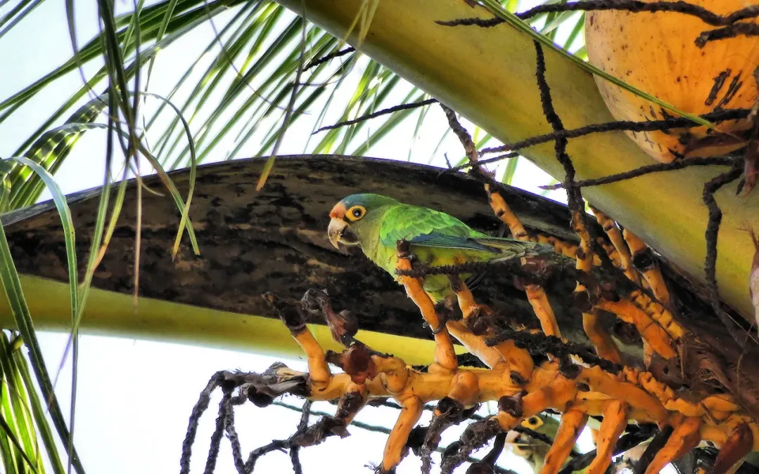File:Eupsittula canicularis, Magdalena, Intibuca, Honduras 1.jpg