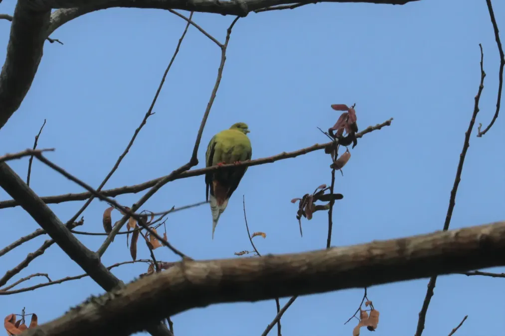 File:Pin-tailed Green Pigeon (Treron apicauda), Thailand 1.jpg