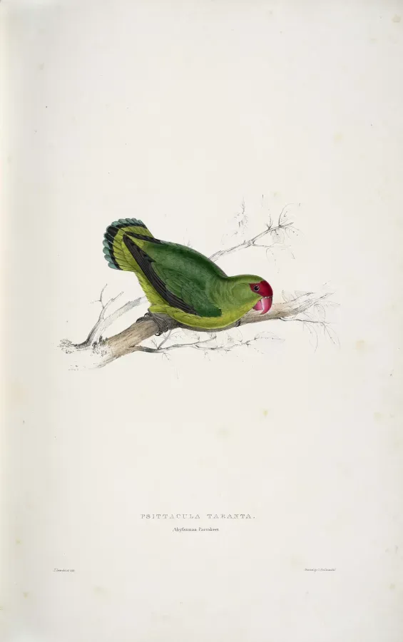 File:Agapornis taranta -Psittacula taranta Abyssinian parrakeet -by Edward Lear 1812-1888.jpg