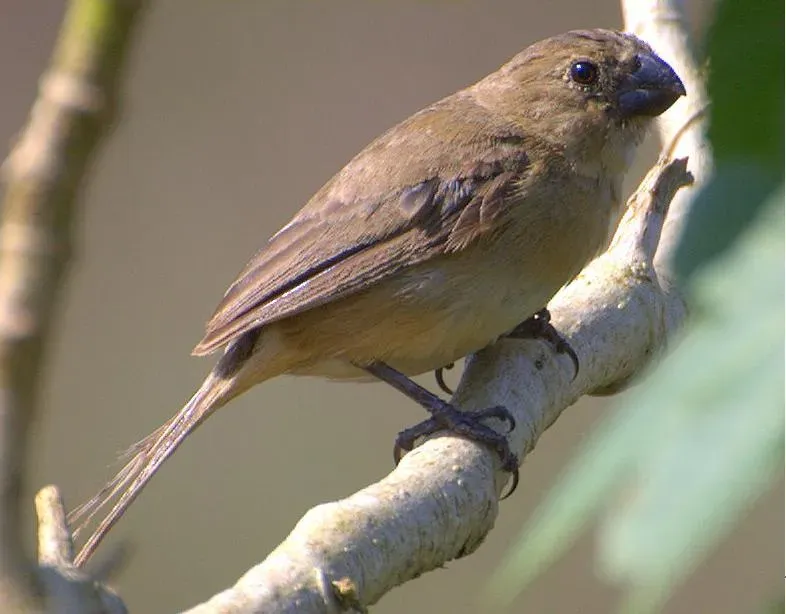 File:Sporophila leucoptera 1.jpg