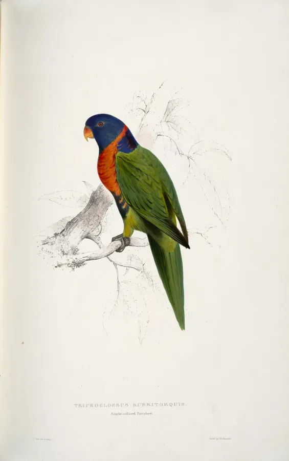 File:Trichoglossus rubritorquis Scarlet-collared Parrakeet -by Edward Lear 1812-1888.jpg