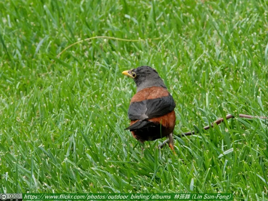 File:灰頭鶇 (Turdus rubrocanus-Chestnut Thrush), Gansu 2.jpg