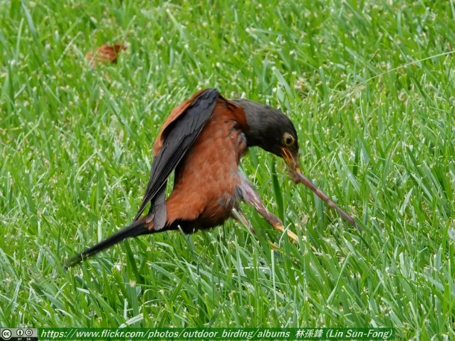 File:灰頭鶇 (Turdus rubrocanus-Chestnut Thrush), Gansu 3.jpg