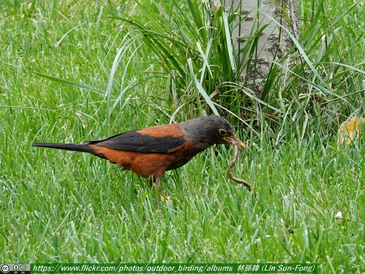 File:灰頭鶇 (Turdus rubrocanus-Chestnut Thrush), Gansu 4.jpg