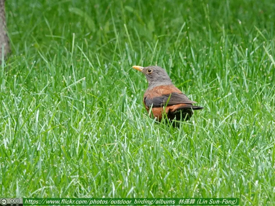 File:灰頭鶇 (Turdus rubrocanus-Chestnut Thrush), Gansu 5.jpg